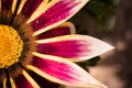 Decorative garden flower gazania linearis after rain macro