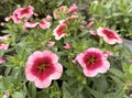Decorative garden flower petunia (lat. Petunia