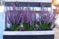 Decorative garden flowering plant. Heather Violet callunas decorating garden. Heather vulgaris bloom of small pink flowers in bask