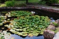 Decorative garden pond with stone edging, with dense leaves an occasional flowers of water lilies from Nymphaeaceae family
