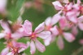 Decorative garden shrub almonds. during flowering. Pink flowers, green background of leaves. Blossoming spring gardens