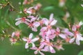 Decorative garden shrub almonds. during flowering. Pink flowers, green background of leaves. Blossoming spring gardens