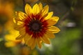 Decorative garden sunflower