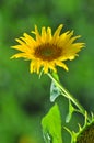 Decorative garden sunflower