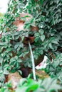 Decorative garden waterfall. Water jet pouring from garden jug Royalty Free Stock Photo