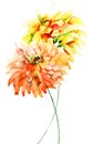 Decorative Gerber flowers