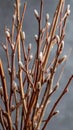 Decorative goat willow branches with soft catkins displayed against a neutral background during a calming interior Royalty Free Stock Photo