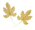 Decorative golden leaves Royalty Free Stock Photo