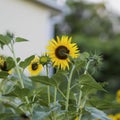 Decorative golden yellow sunflowers in field with bee, Bee collects nectar Royalty Free Stock Photo