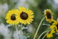Decorative golden yellow sunflowers in field with bees , close-up Royalty Free Stock Photo