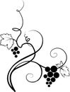 Decorative grape illustration (sketch)