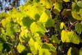 Decorative grapes on the fence Royalty Free Stock Photo