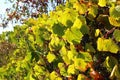 Decorative grapes on the fence Royalty Free Stock Photo