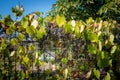 Decorative grapes on the fence Royalty Free Stock Photo