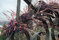 Decorative grapes on a fence Royalty Free Stock Photo