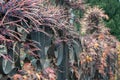 Decorative grapes on a fence Royalty Free Stock Photo