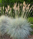 Decorative grass Blue fescue