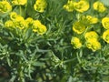 Decorative grass Euphorbia with yellow flowers for the garden.