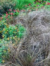 Decorative grass and flowers in a summer garden Royalty Free Stock Photo