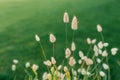 Decorative grass hare tail or lagurus in summer on a flower bed