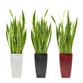 Decorative grass plant in flowerpot.