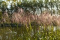 Decorative grass by the pond Royalty Free Stock Photo