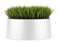 Decorative grass in pot isolated on white