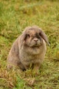 Decorative gray rabbit. Fluffy gray-beige rabbit on the green grass in summer. Portrait of a rabbit