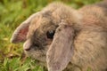 Decorative gray rabbit. Fluffy gray-beige rabbit on the green grass in summer. Portrait of a rabbit