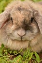 Decorative gray rabbit. Fluffy gray-beige rabbit on the green grass in summer. Portrait of a rabbit