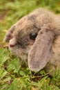 Decorative gray rabbit. Fluffy gray-beige rabbit on the green grass in summer. Portrait of a rabbit