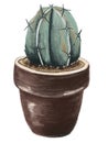 Decorative green cactus with thorns in a ceramic brown pot