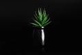 Decorative green flower in black vase isolated on black background Royalty Free Stock Photo