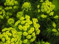 Decorative green flowers in the garden of a country cottage. The concept of development of the industry providing the cultivation Royalty Free Stock Photo