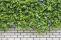 Decorative green garden on a brick wall