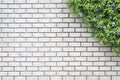 Decorative green garden on a brick wall