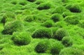 Decorative green grass, Zoysia tenuifolia