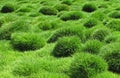 Decorative green grass, Zoysia tenuifolia