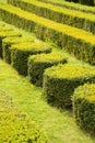 Decorative green hedges