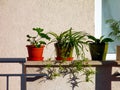 decorative green house plants potted in colorful clay flower pots on balcony Royalty Free Stock Photo