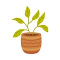 Decorative green houseplant in ceramic pot cartoon vector illustration Royalty Free Stock Photo