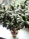 Decorative green houseplant in a pot, top view. The plant Crassula Royalty Free Stock Photo