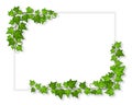 Decorative green ivy banner. Leaves creeper corners, decorative vine design. Blank white template with growing plants