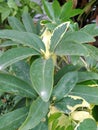 Decorative Green Plant with a few Yellow Leaves in Full Bloom