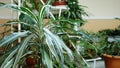 Decorative green plants in the winter garden Royalty Free Stock Photo