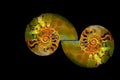 Decorative half sliced ammonite fossil stones in ying and yang position on black background Royalty Free Stock Photo