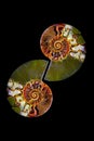 Decorative half sliced ammonite fossil stones in ying and yang position on black background Royalty Free Stock Photo