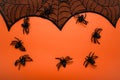 Decorative Halloween Spider Web on orange background