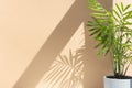 Decorative hamedorea or Areca palm in a modern flower pot in the sun against the background of a beige wall. Royalty Free Stock Photo