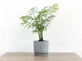 Decorative hamedorea or Areca palm in a modern flower pot on a wooden table against a white wall background Royalty Free Stock Photo